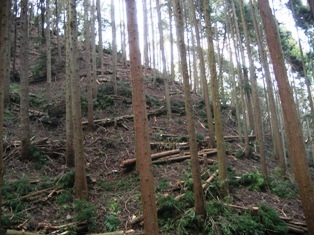 人工林の整備後の写真