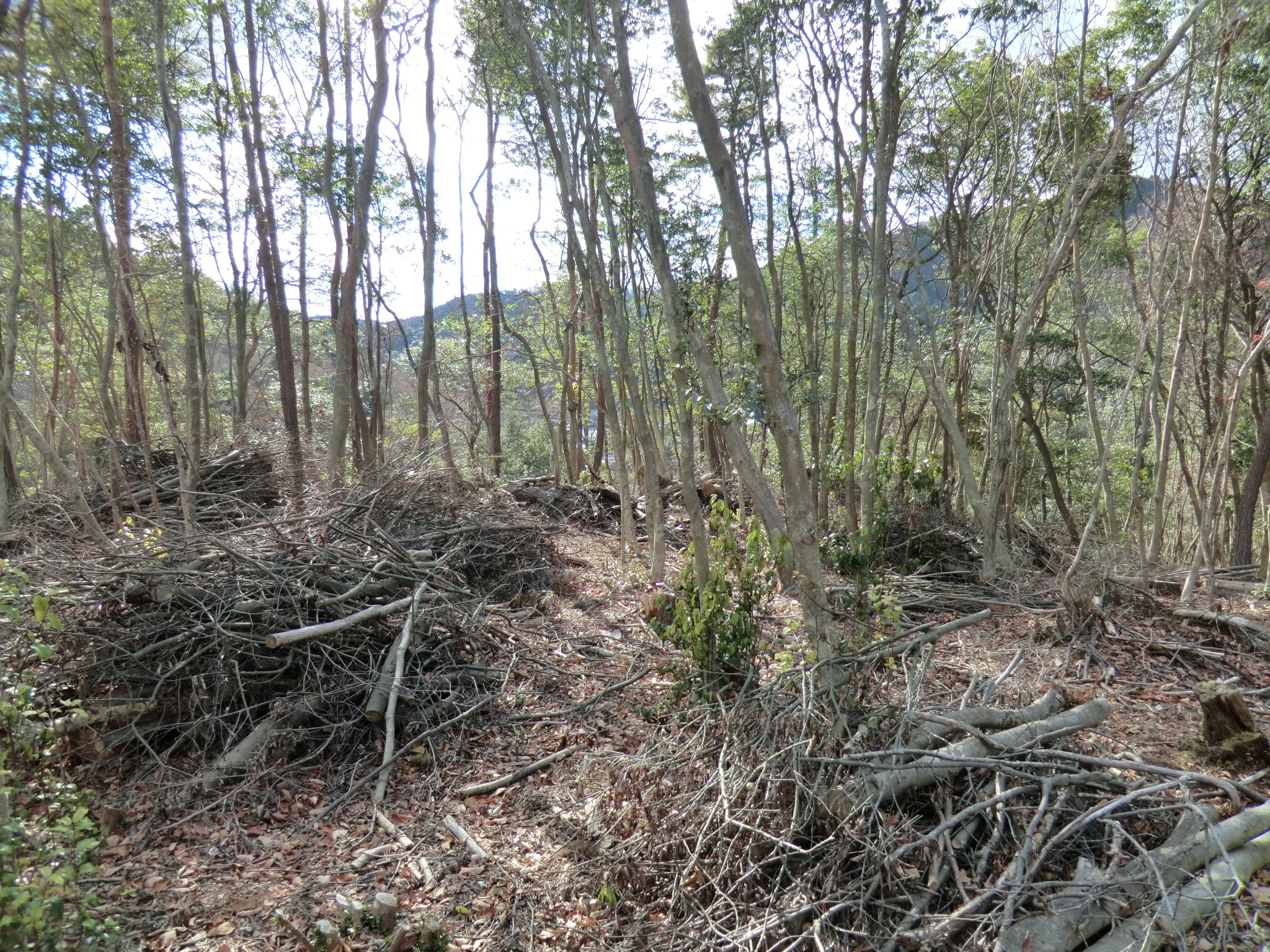 天然林の整備後の写真
