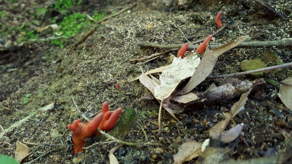 カエンタケの写真