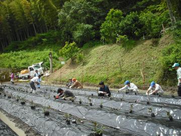 水前寺菜の定植作業