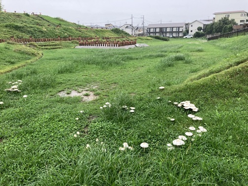 公園内に自生しているキノコ
