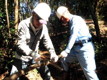 西山森林ボランティア行事でのこぎりで木を切る中小路市長