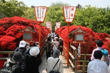 昨年のキリシマツツジの様子