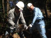 森林ボランティア行事で木を伐る市長