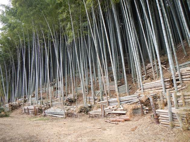 竹林整備後の写真