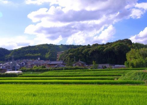 みどりの基本計画〔改定版〕の表紙は「長岡京市景観百選」コンテスト入賞作品です