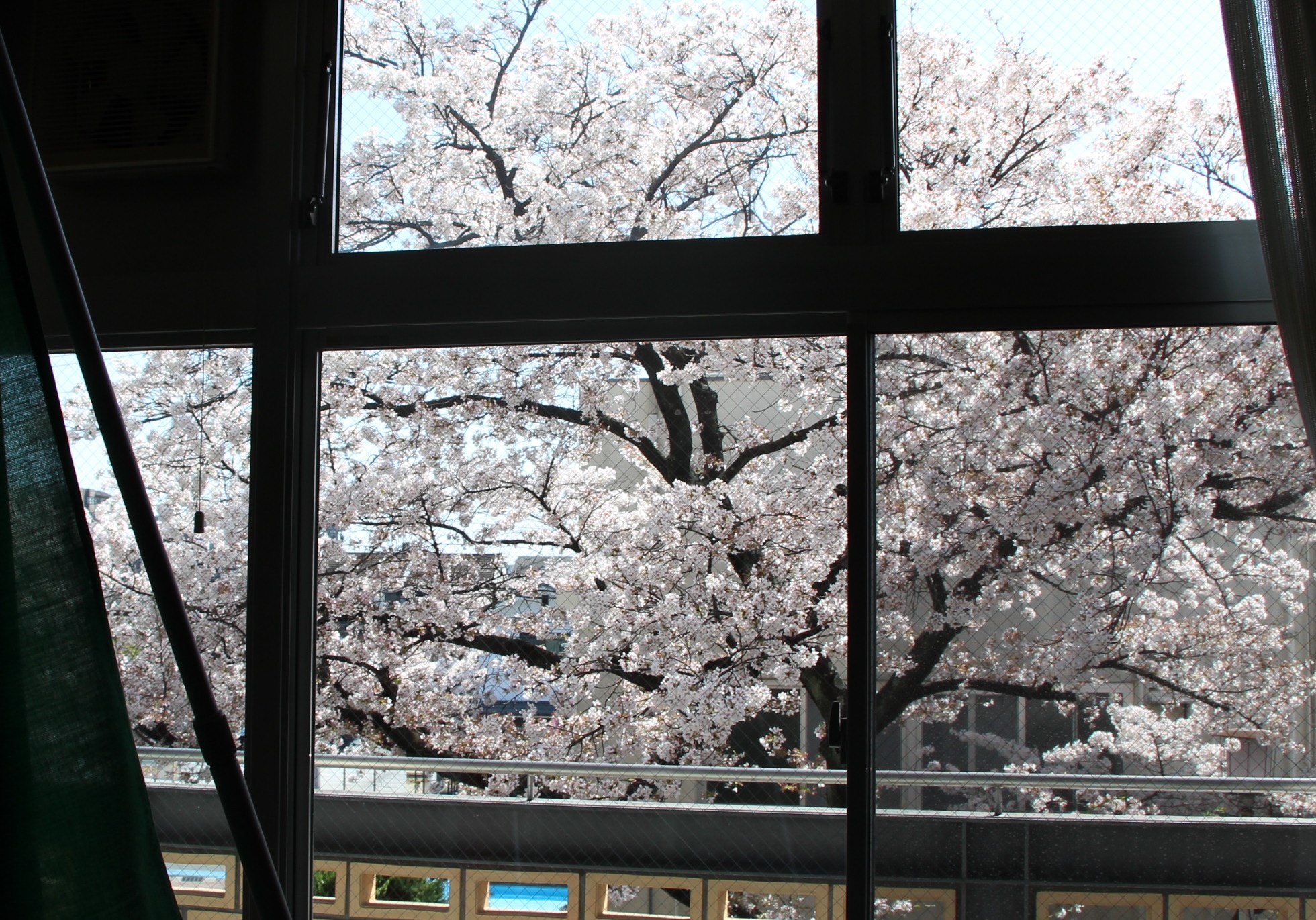 市長室から見える桜