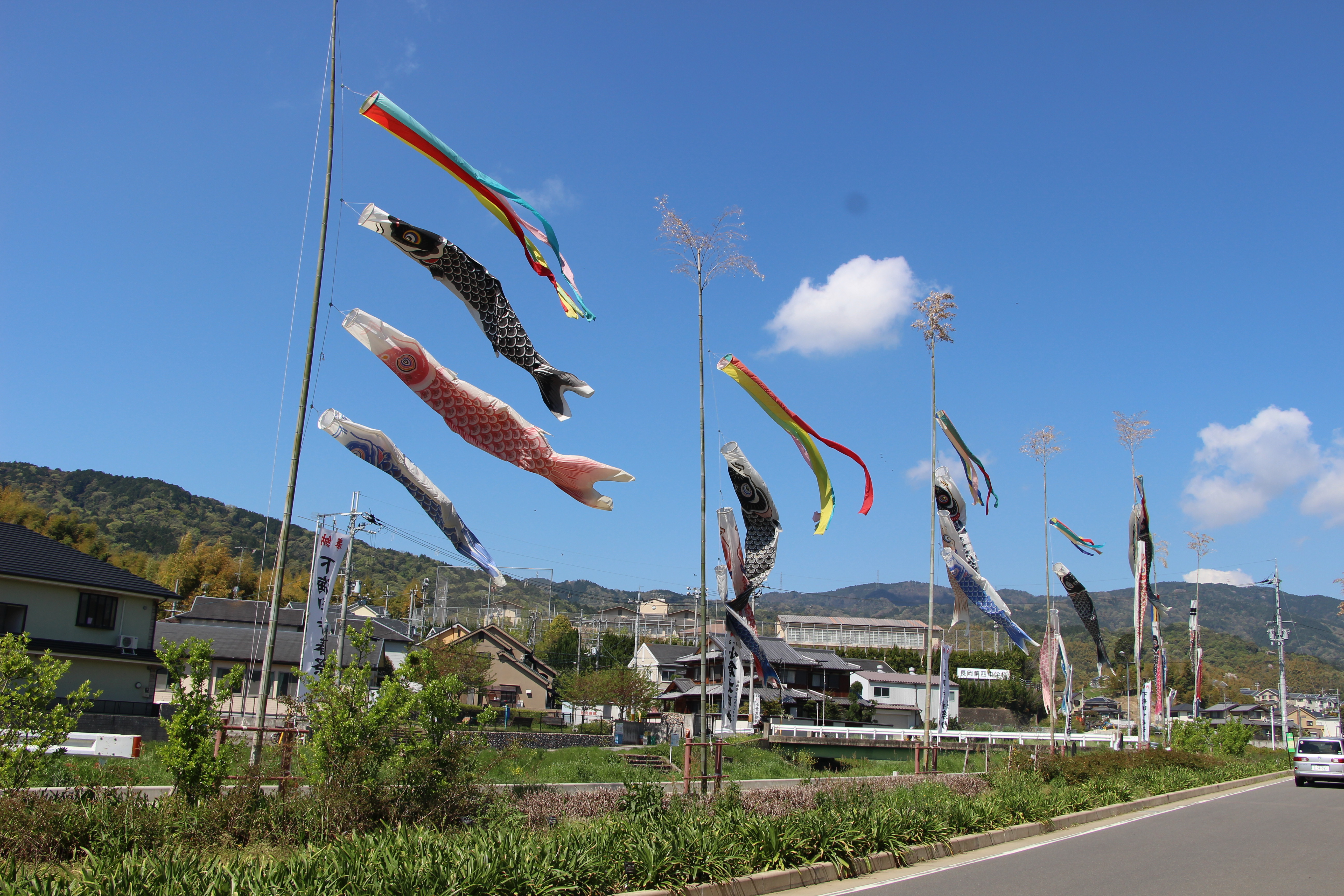 小泉川の上を優雅に泳ぐ鯉のぼりの写真