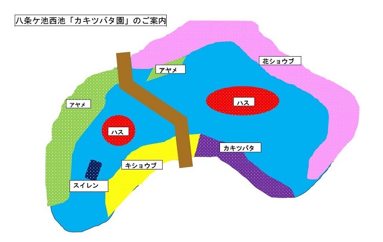 八条ヶ池　西池　水生植物生息図