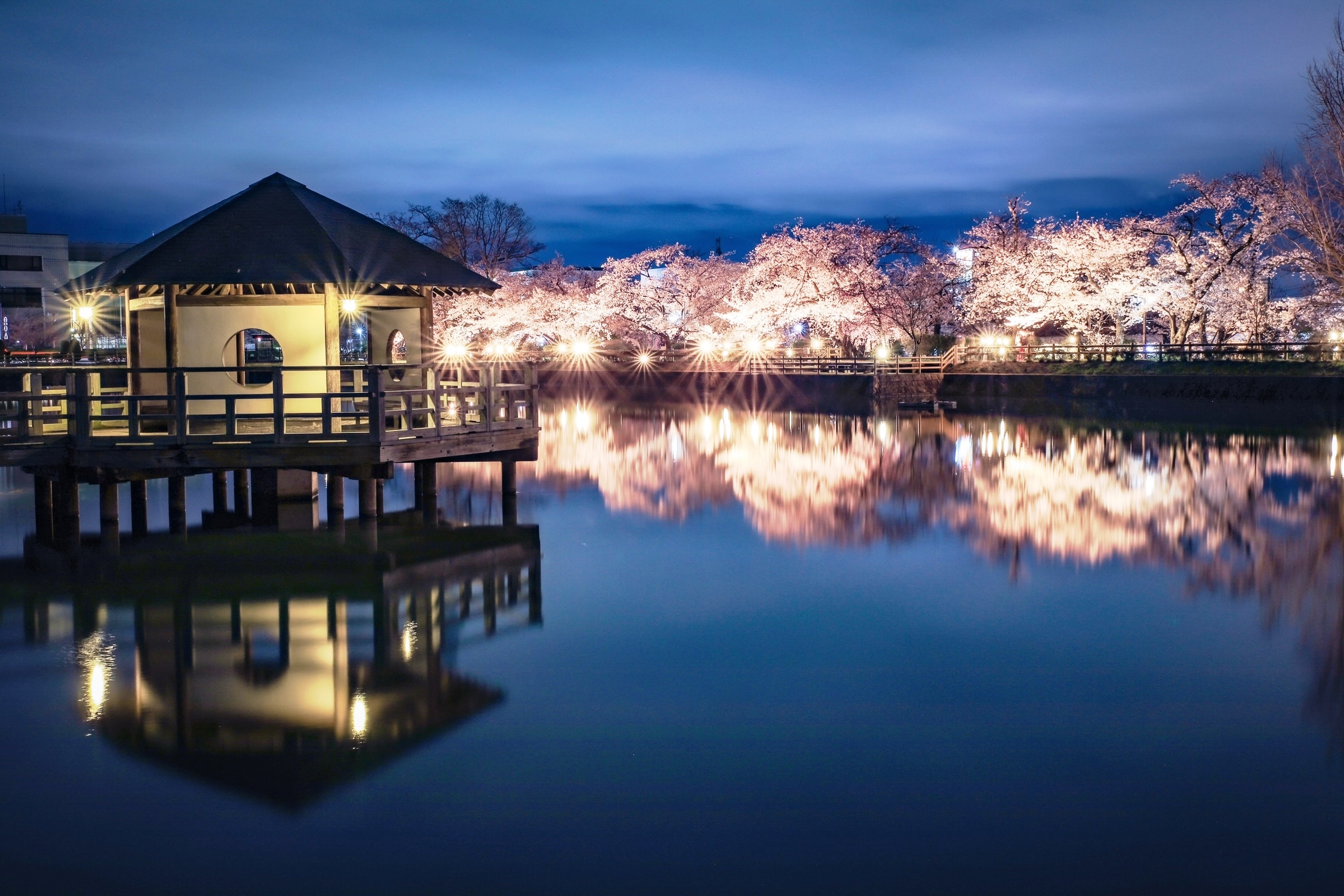 八条ヶ池の桜のライトアップ