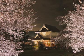 勝竜寺城公園の桜ライトアップ