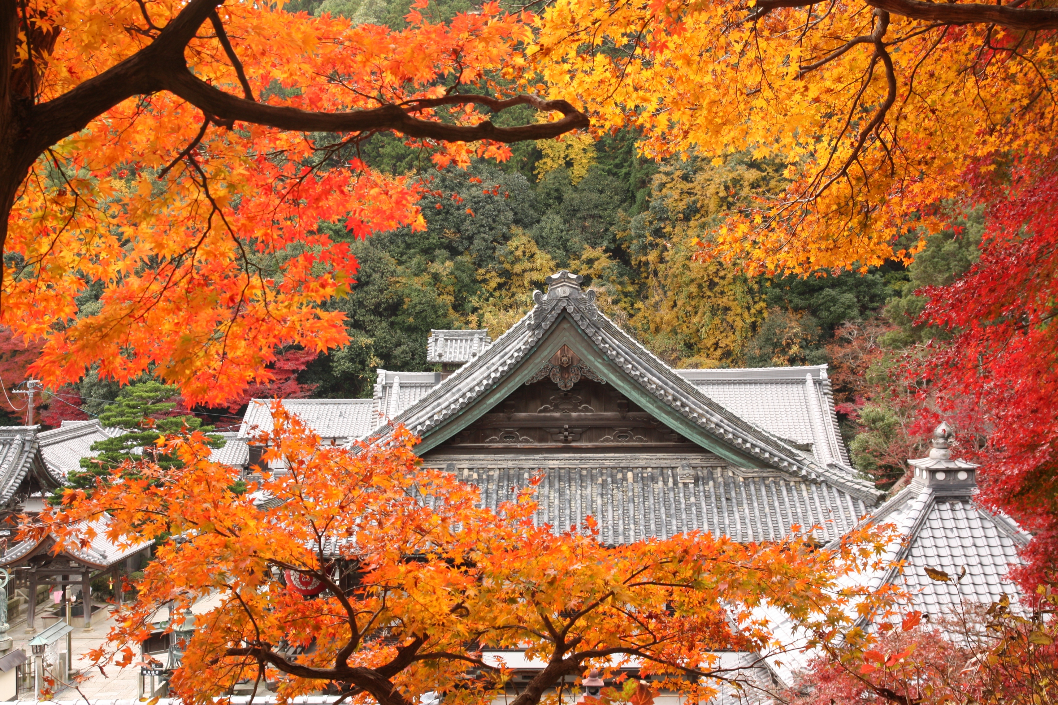 柳谷観音楊谷寺の紅葉