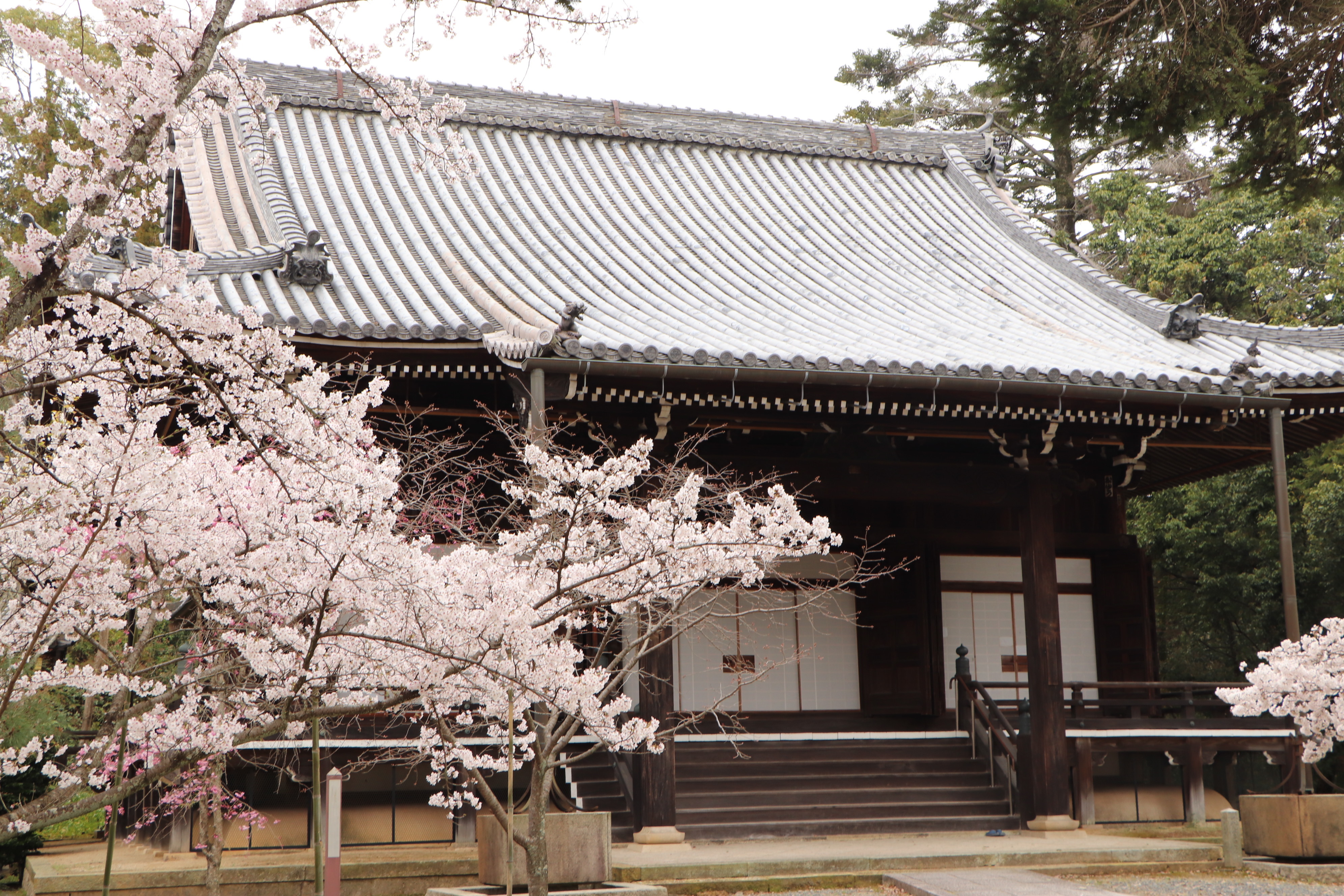 光明寺の桜