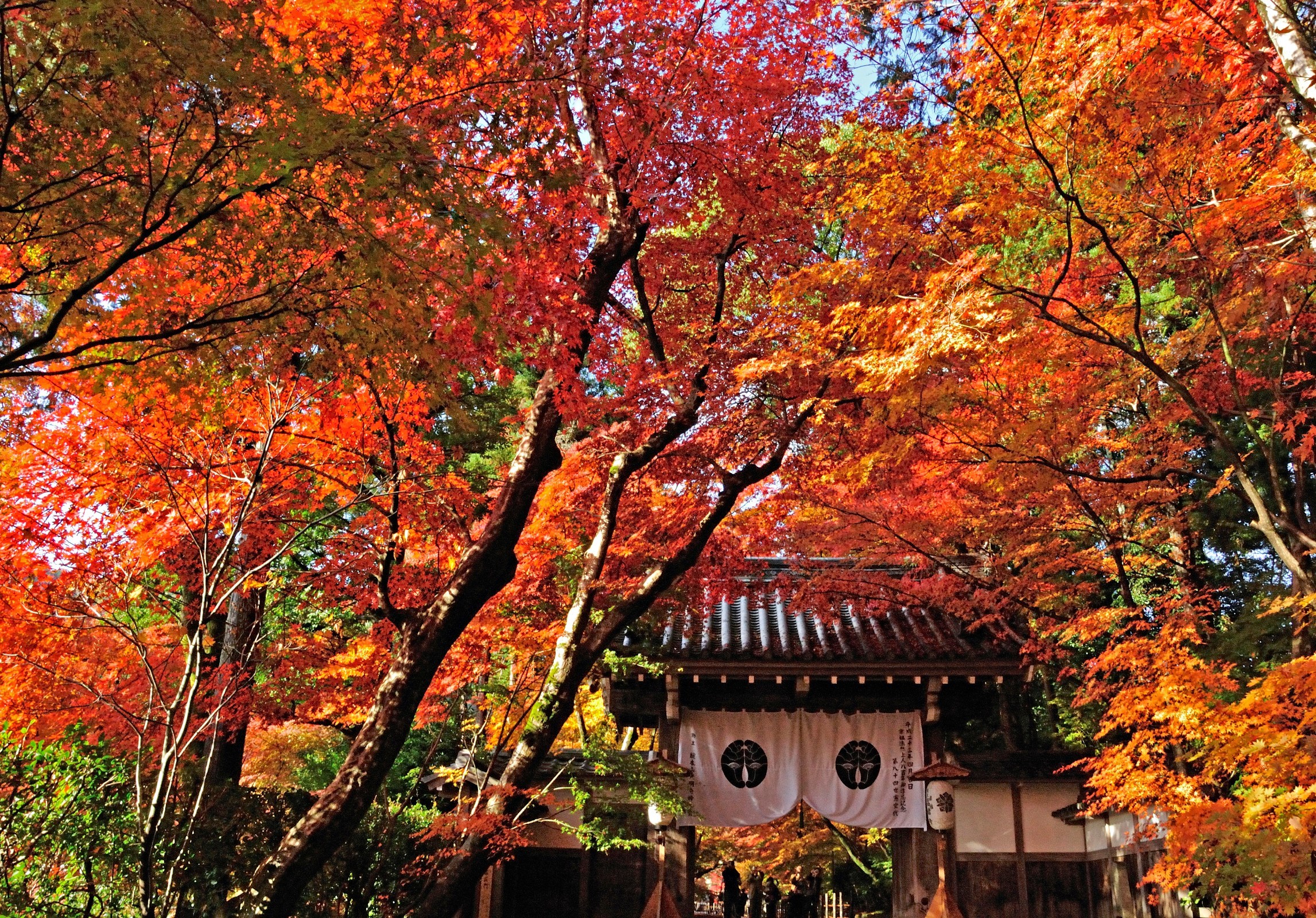 光明寺の紅葉