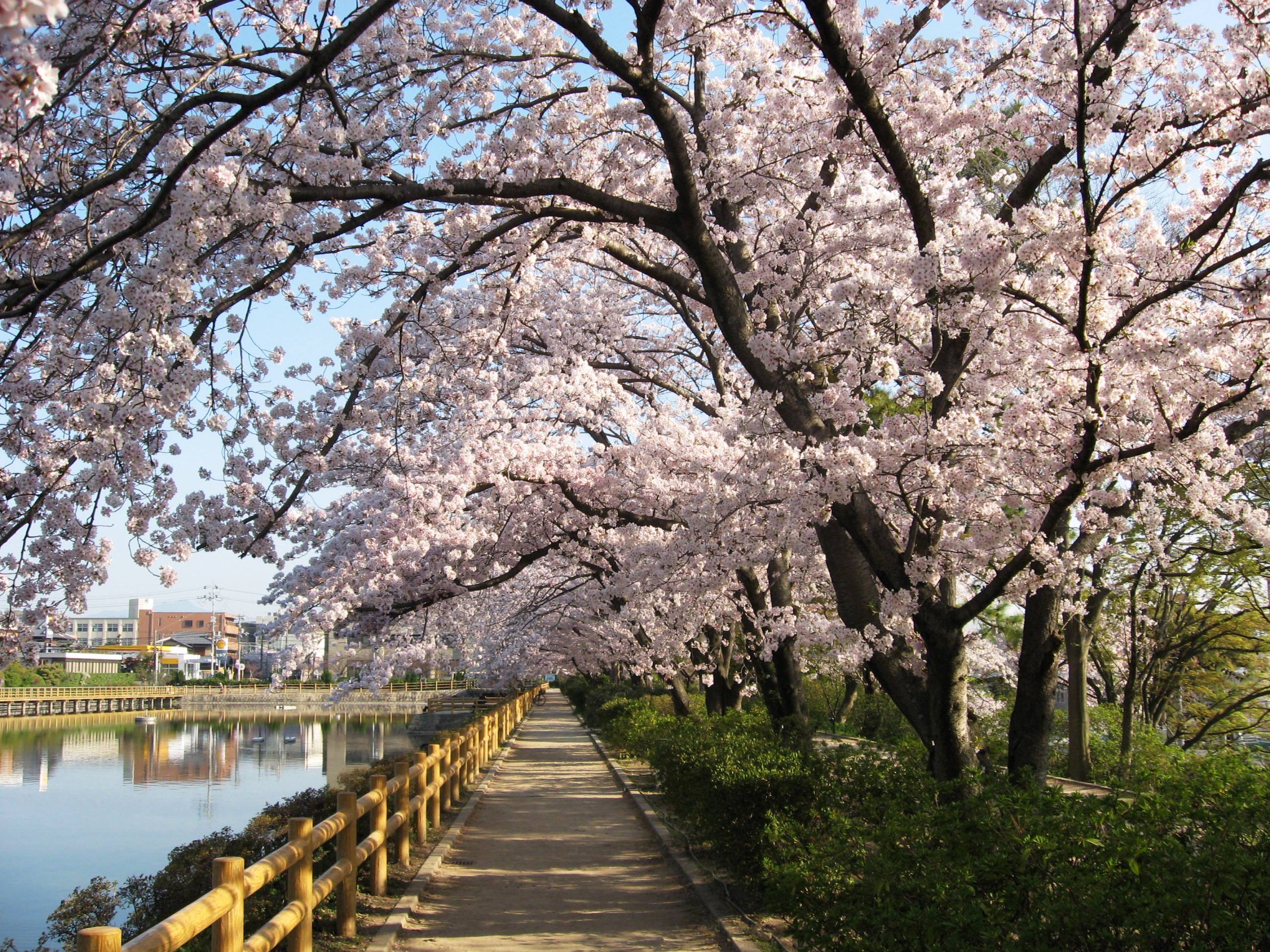 長岡天満宮八条ヶ池の桜