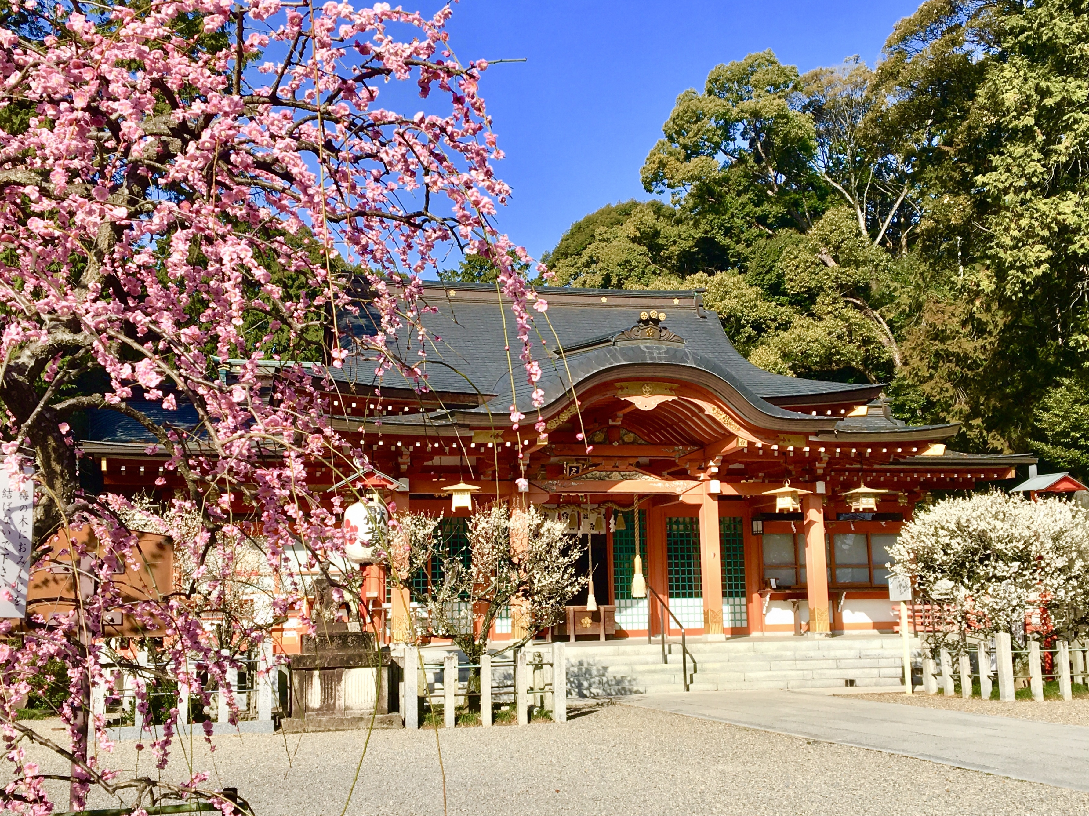 長岡天満宮のしだれ梅