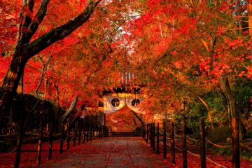 西山浄土宗総本山光明寺 藥医門の紅葉
