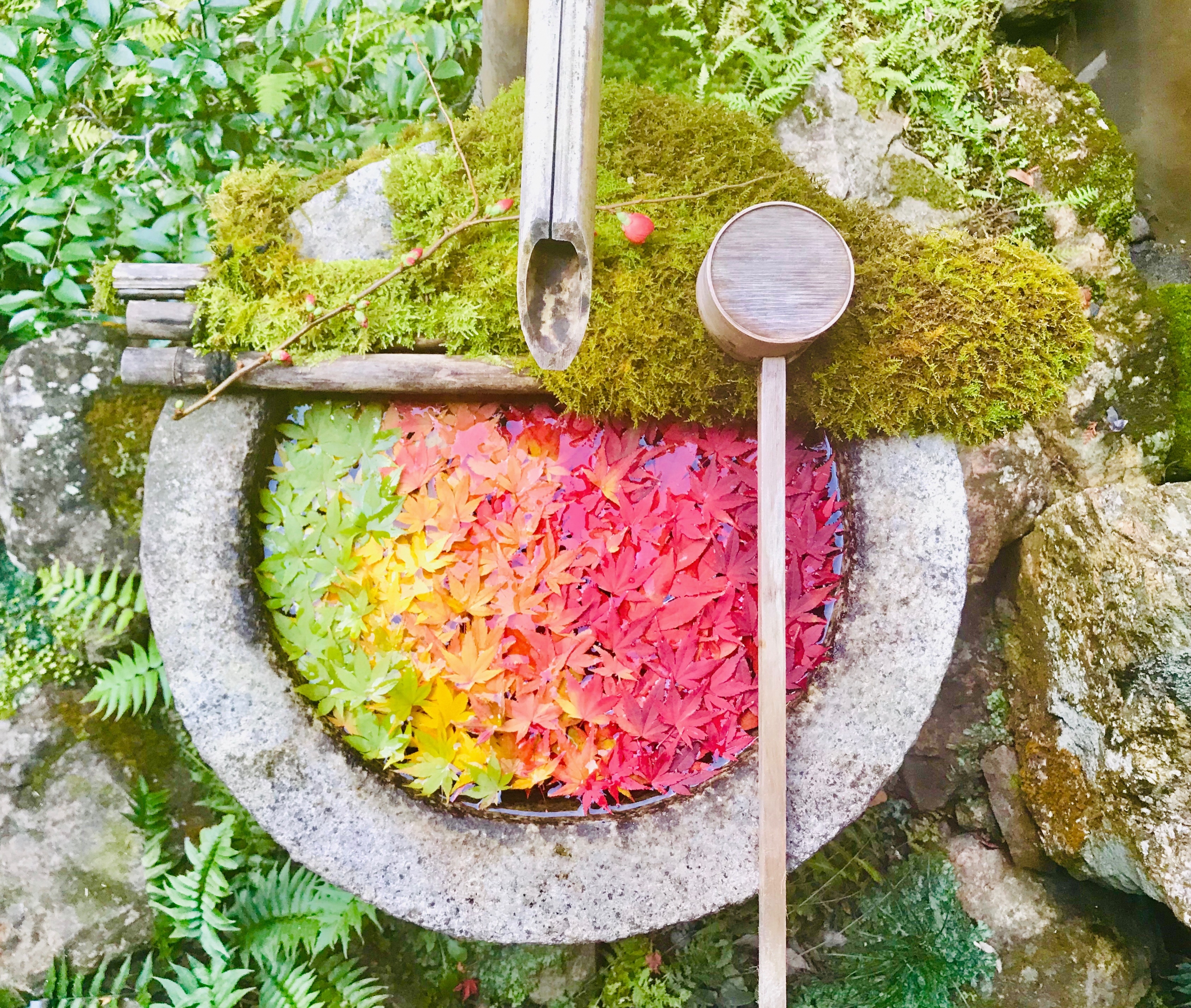 柳谷観音楊谷寺　花手水　紅葉