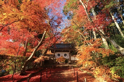 光明寺のもみじ