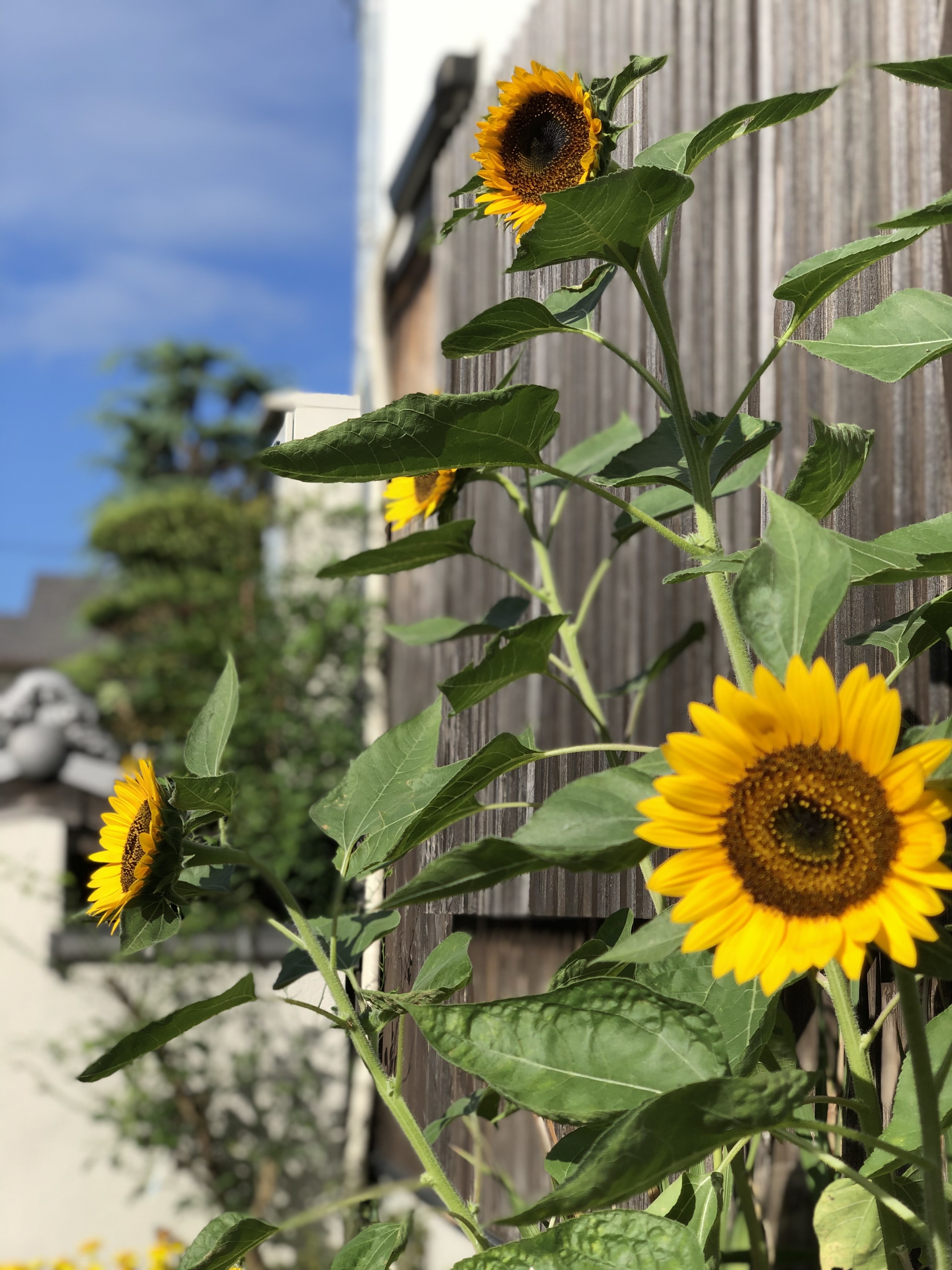 花壇に咲く秋ひまわりのようす