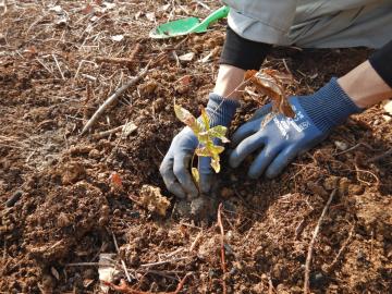 どんぐりの苗木をカブトムシの森に植樹している様子