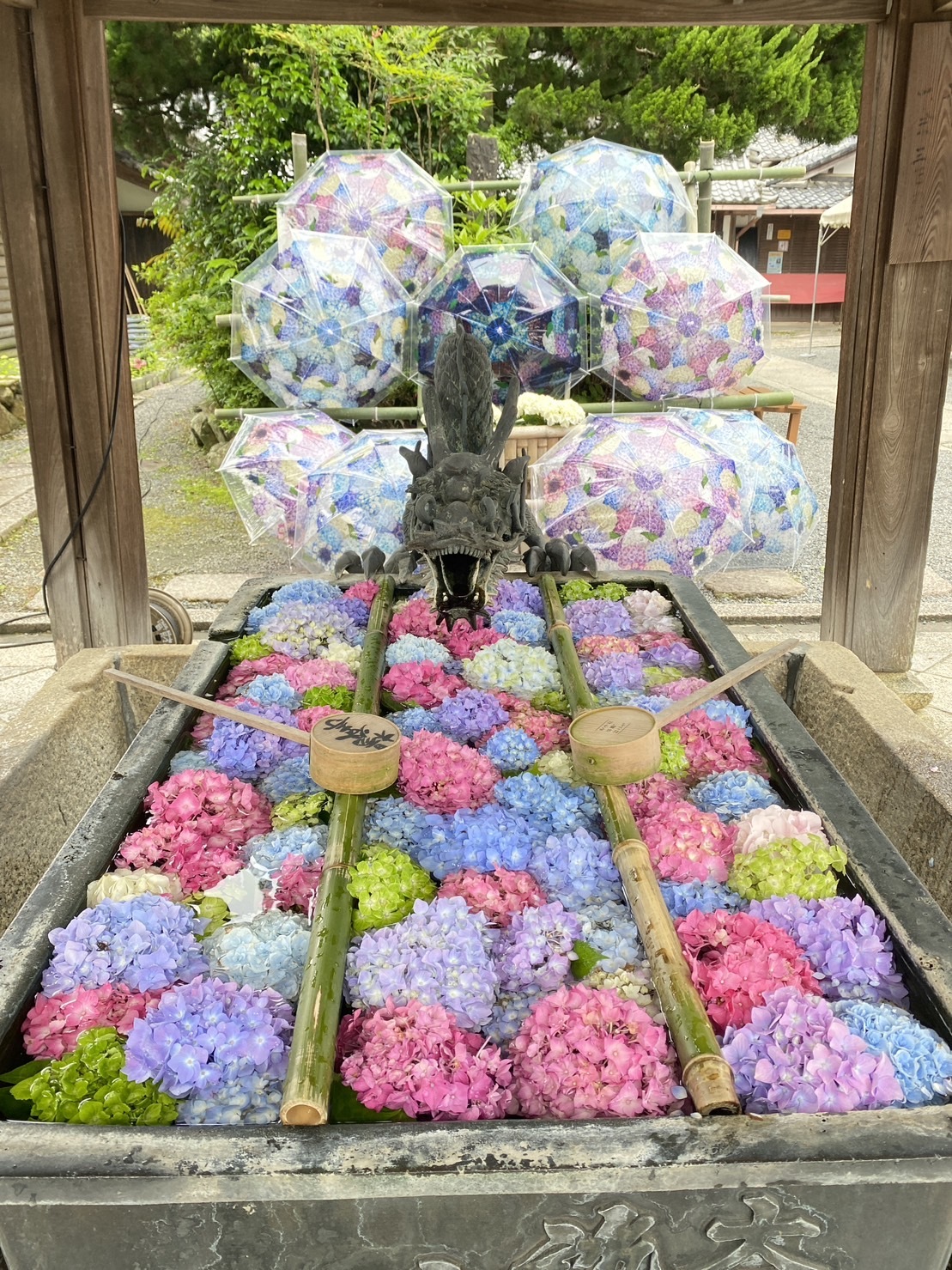 柳谷観音楊谷寺のあじさい花手水とアンブレラスカイ