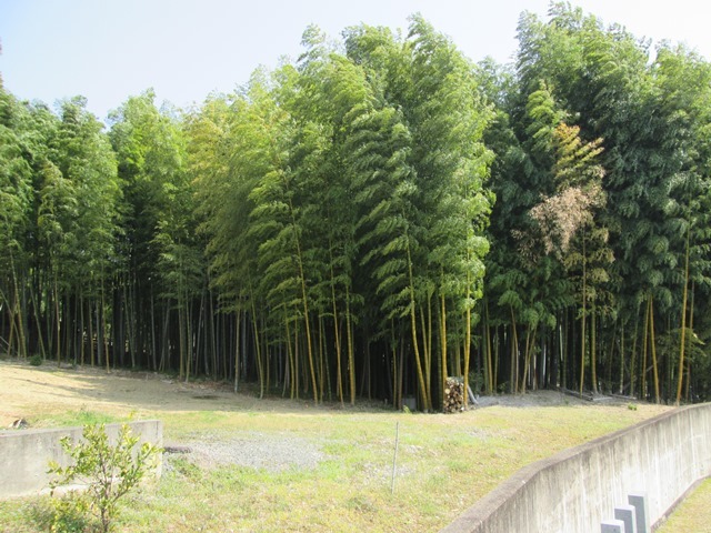 京都府登録文化財（天然記念物）のモウソウチク林