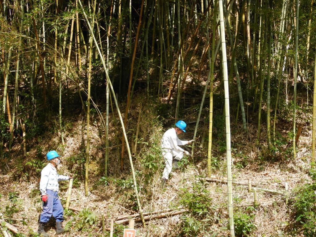 竹林整備の様子