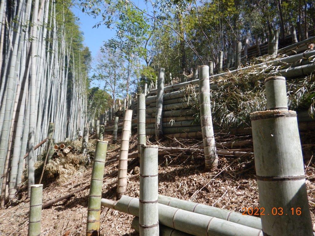 整備後の竹林