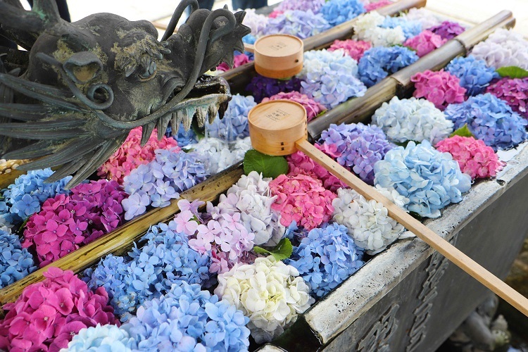 柳谷観音楊谷寺の龍の花手水