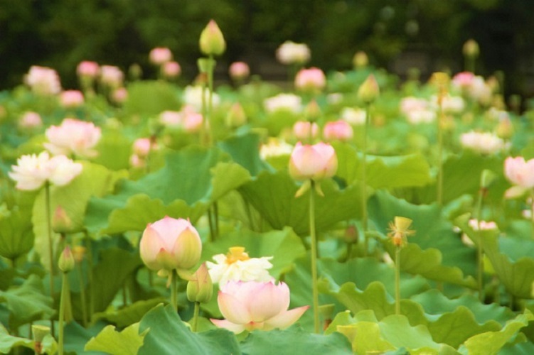長岡天満宮八条ヶ池のハス
