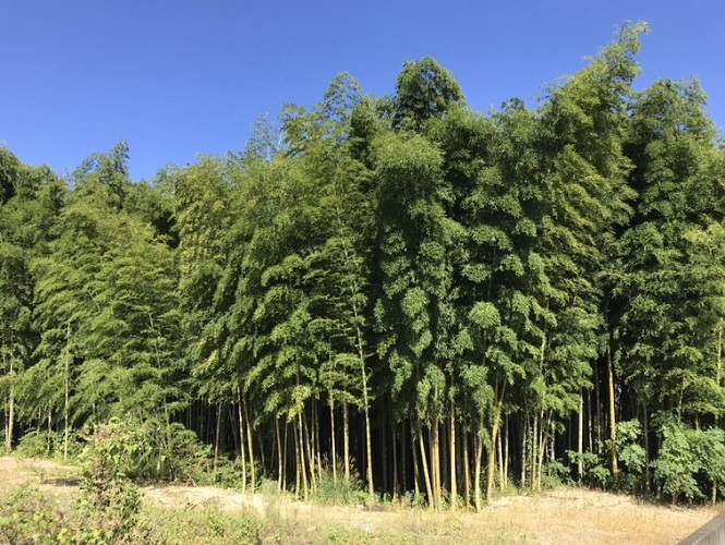 寂照院のモウソウチク林