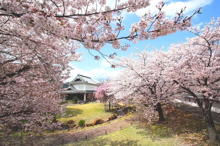 勝竜寺城公園と桜