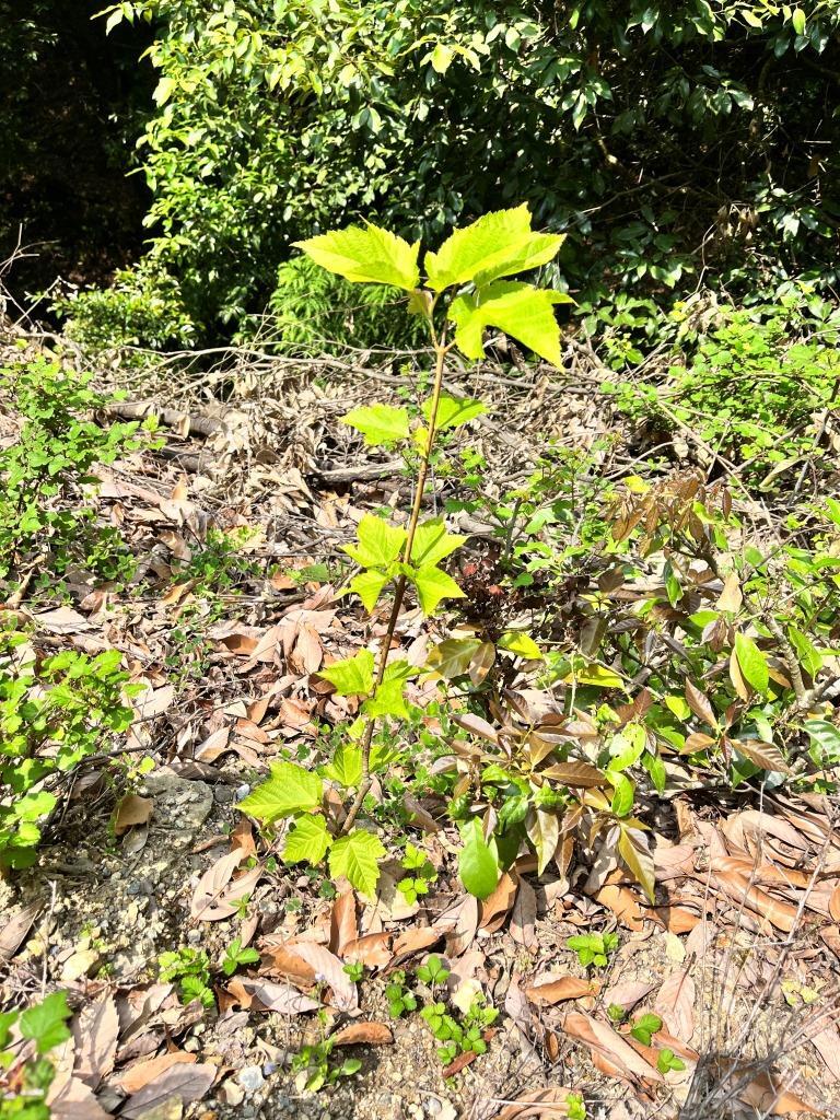 植樹したウリハダカエデ