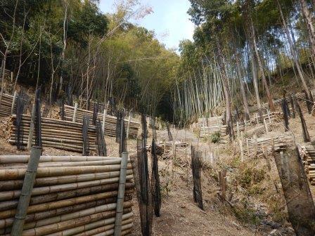 令和6年度植樹地
