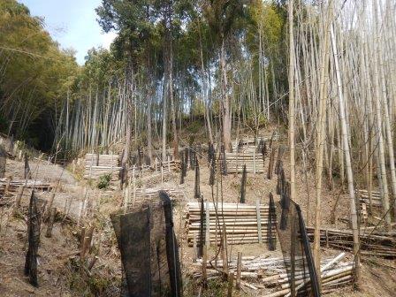 植樹地の様子