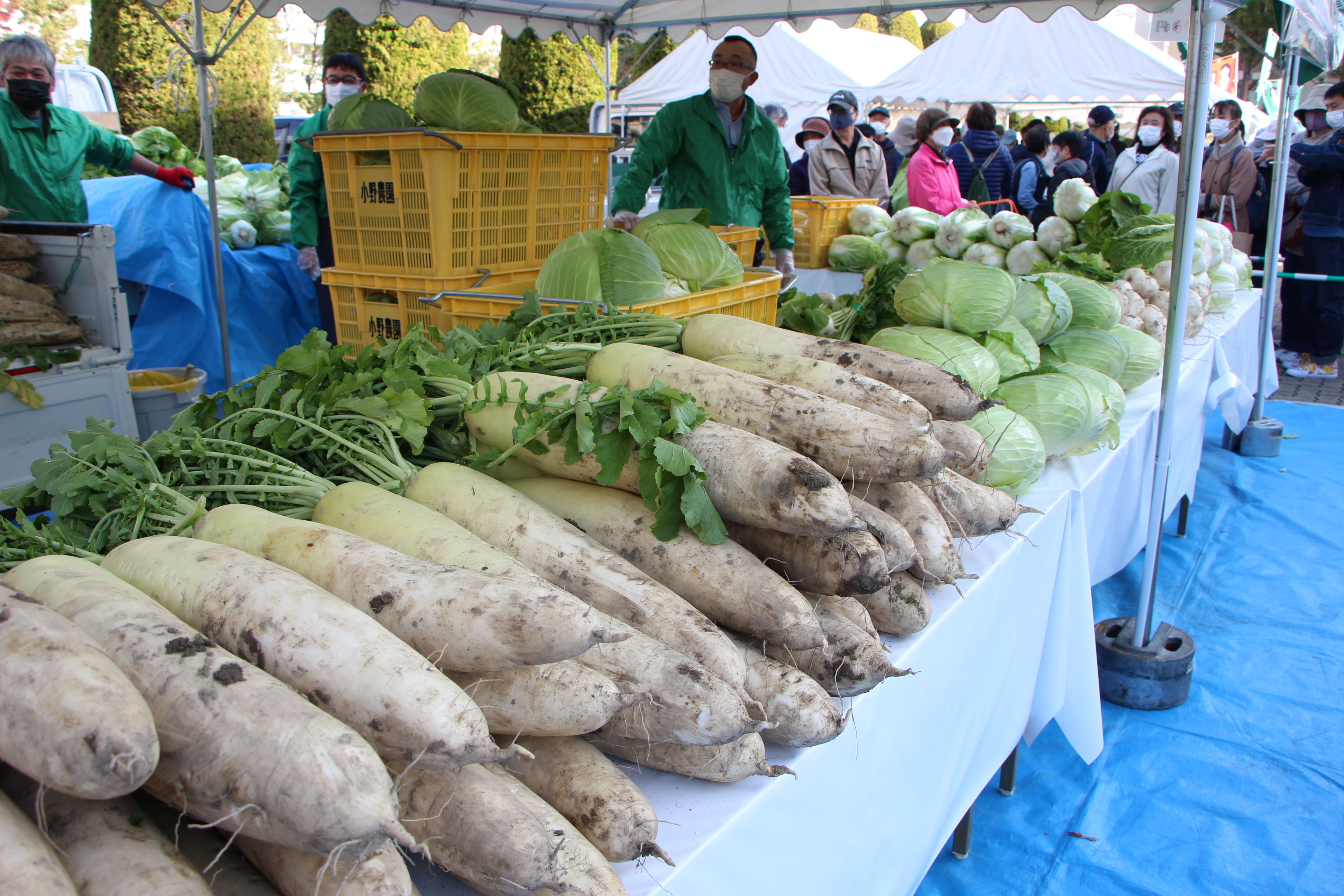 地元産の新鮮な野菜