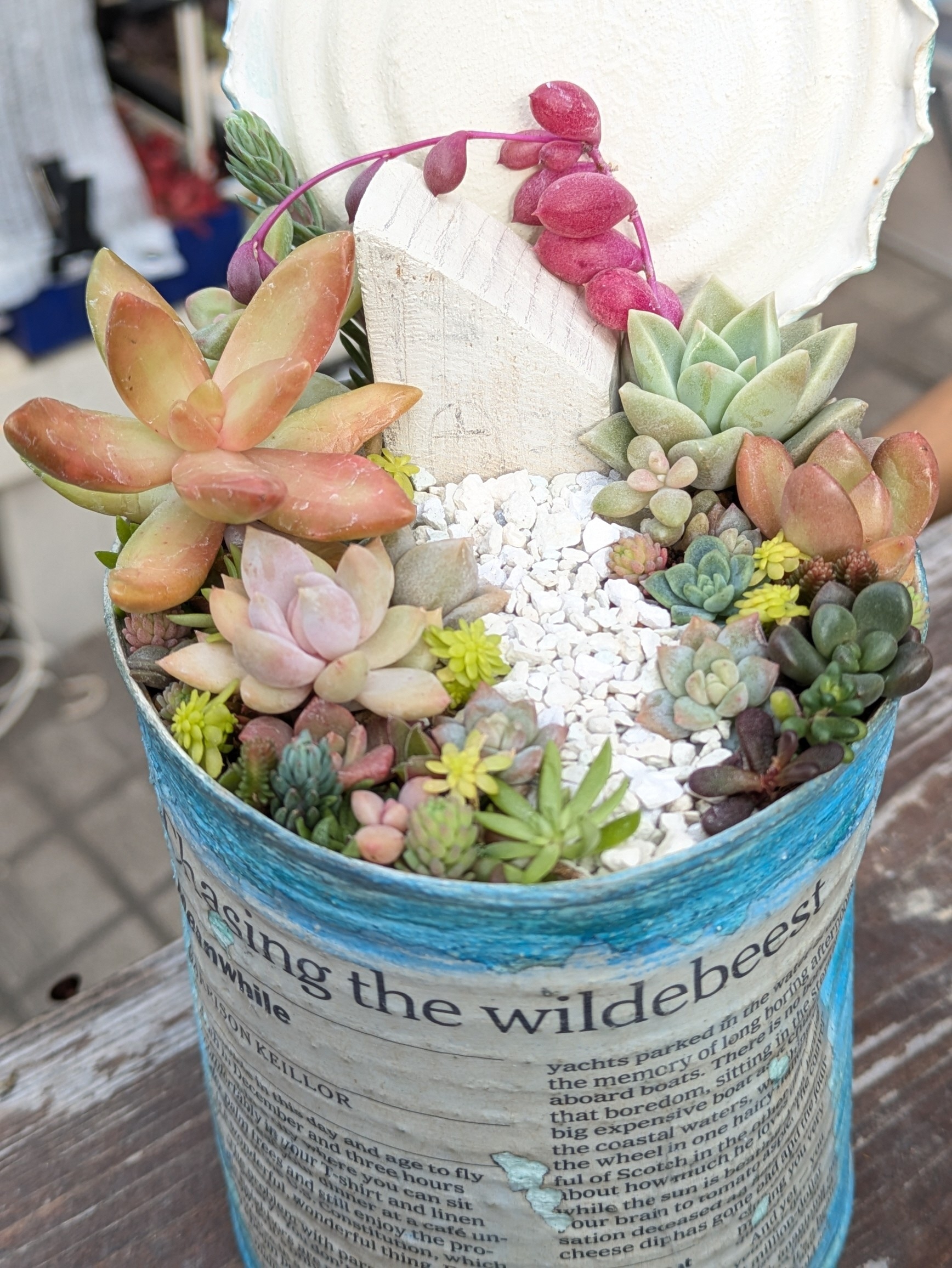 多肉植物の写真